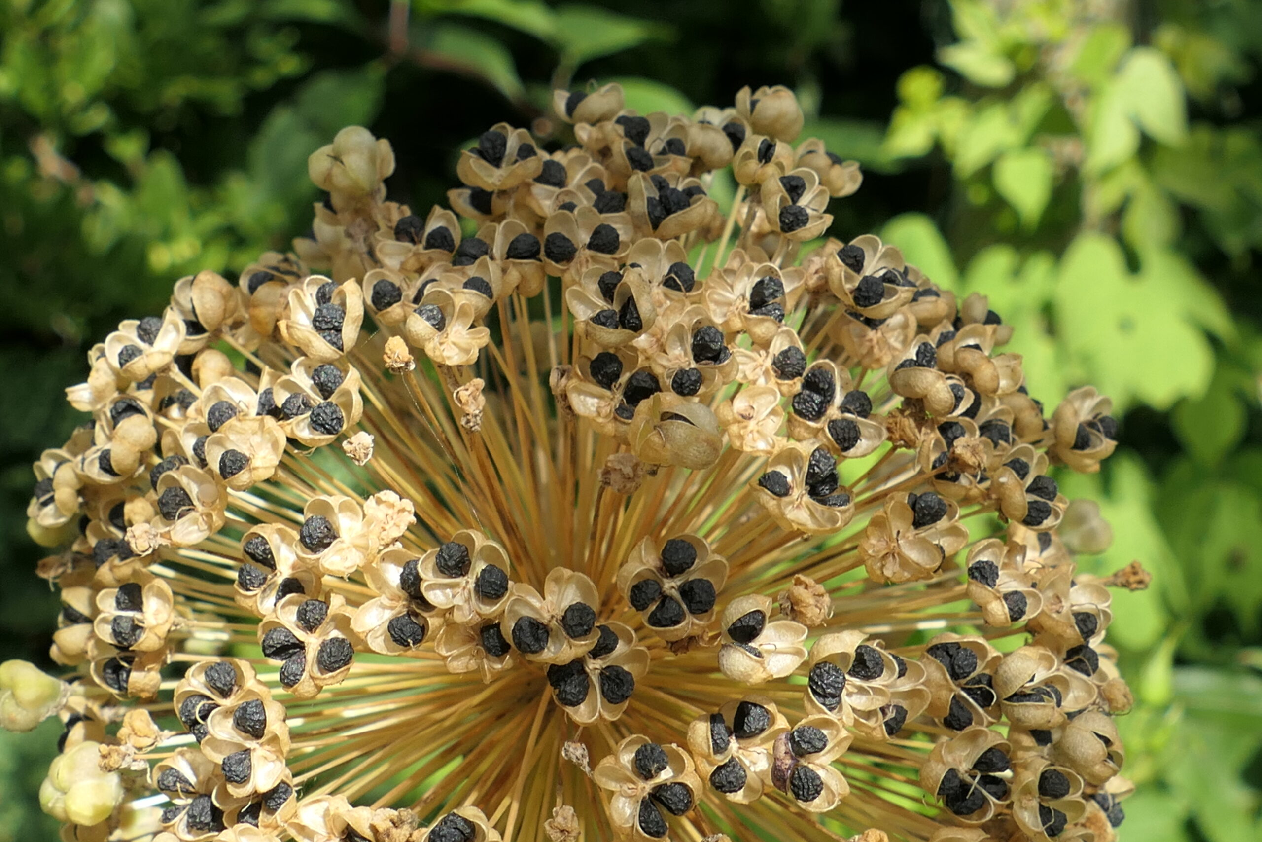Hartkloppingen door hyperventilatie door